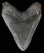 Bargain, Fossil Megalodon Tooth #57452-2